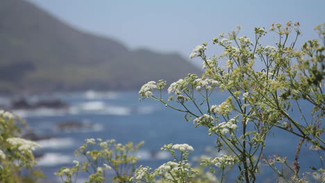 flowers blow in wind in front of ocean off of pacific coast highway