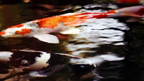 una variedad colorida de peces carpa koi ornamentales o kohaku es uno de los gosanke, los 'tres grandes', que consiste en kohaku, sanke y showa, nadando con gracia en un tranquilo estanque koi al aire libre