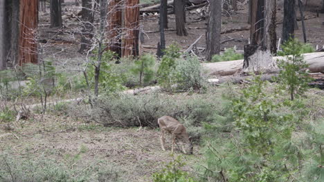 Wide-shot-of-a-deer-grazing-in-the-forest