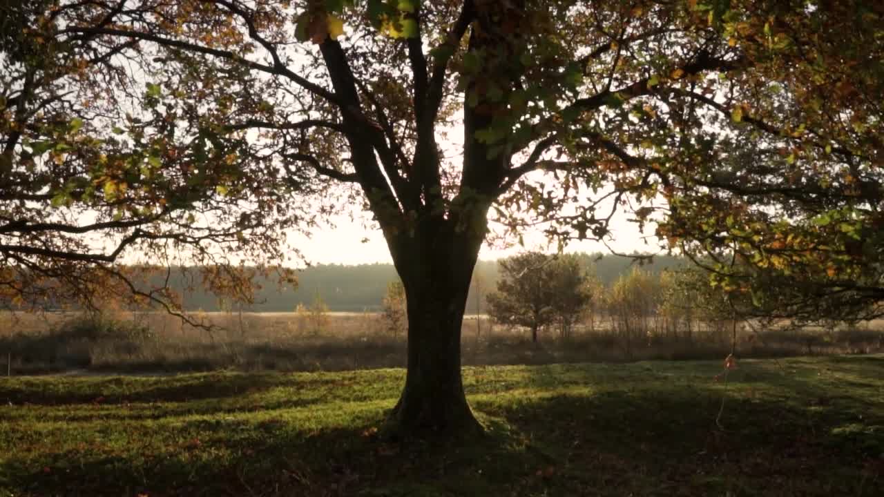 Autumn Sunrise in the Forest