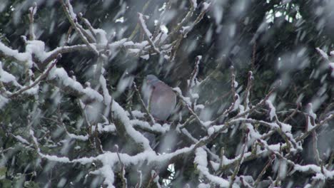 Pigeon-sitting-on-tree-branch-moving-head-with-heavy-thick-snow-falling