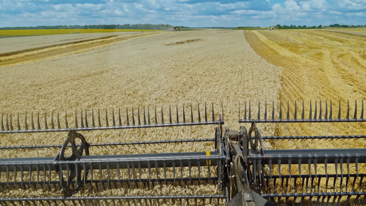 View from combine harvesting ripe wheat. Steel detail of combine harvester gathering grains on the field. Agricultural works in summer. Close-up.