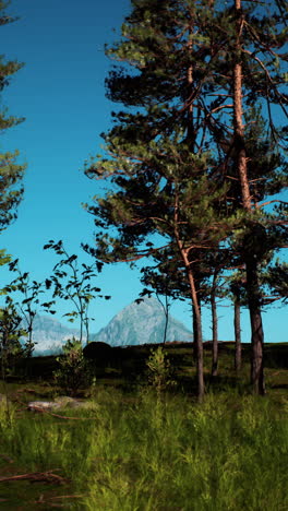 a serene forest scene with tall pine trees and a mountain range in the distance