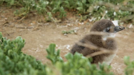 muda de polluelos de pingüinos en condiciones de viento, enfoque superficial