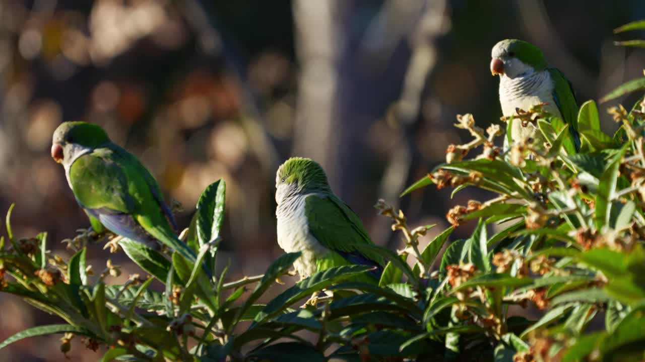 A group of Monk Parakeets perching on a medlar tree