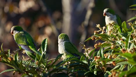 un grupo de loro monje posado en un árbol de medlar