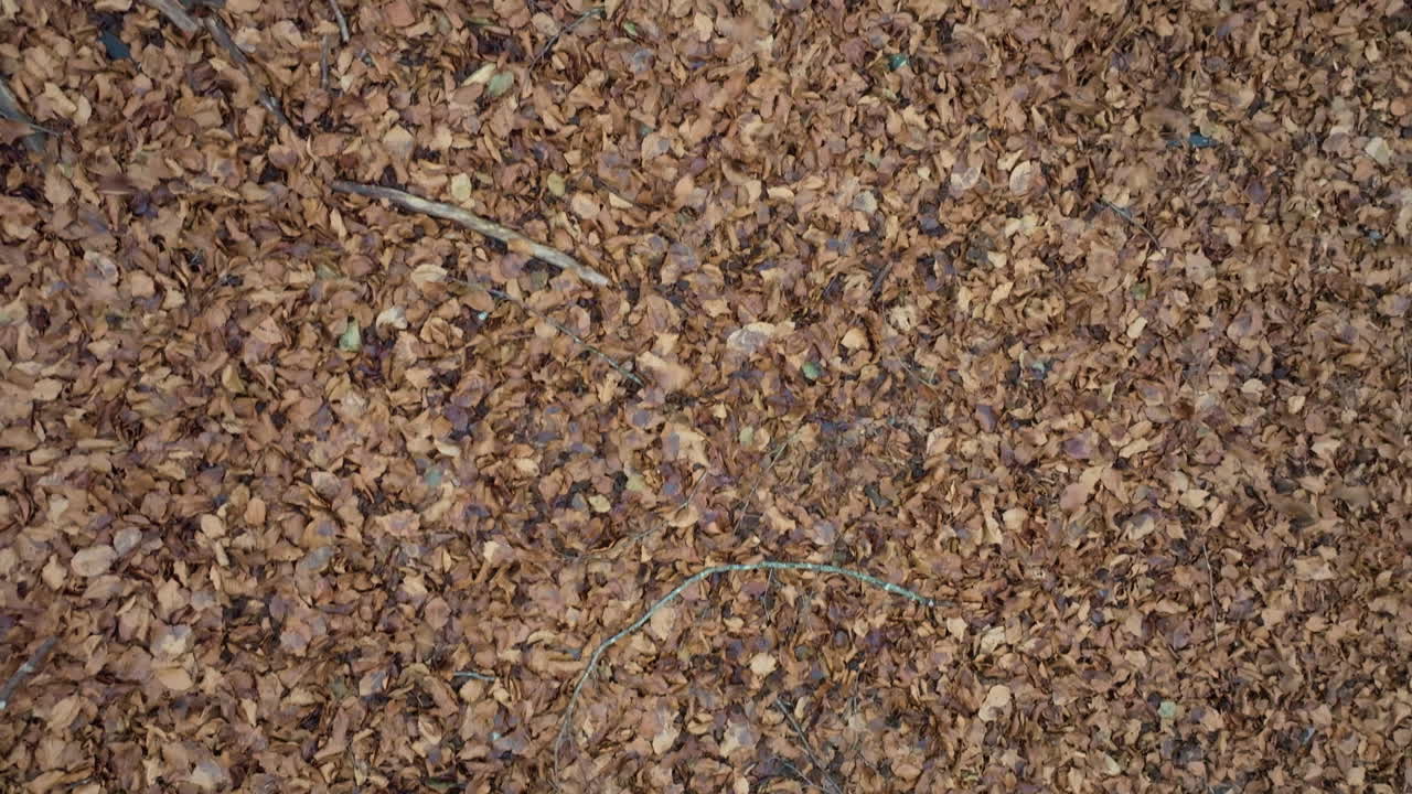 숲 바닥에 가을 잎