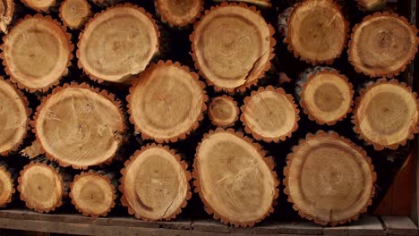 close-up of cut tree trunks. wooden background.