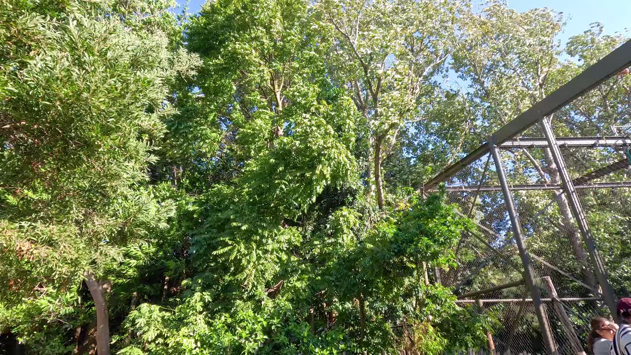 Trees and foliage in a zoo enclosure