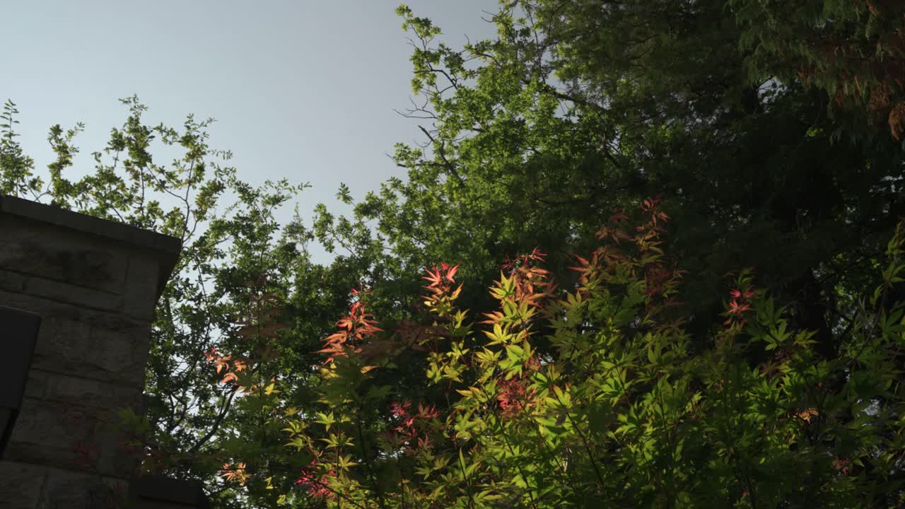 órbita cercana mirando hacia arriba en el área de bosque silvestre en una propiedad de lujo cubierta de hojas verdes y flores en un día soleado de verano