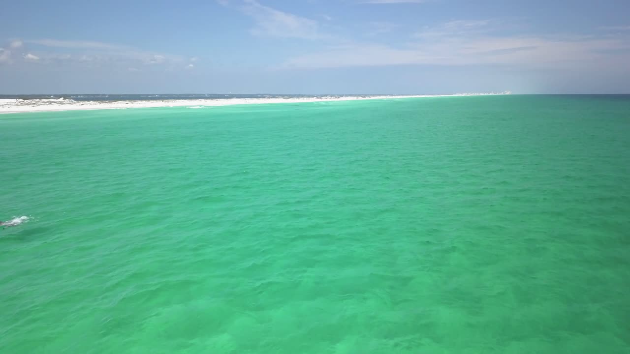delfines jugando en el agua