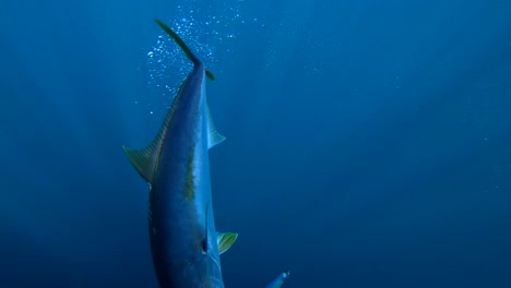 magnificient yellowtail caught on spoon lure off coast of bahia asuncion mexico