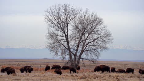 herd of american bison in the rocky mountain arsenal national wildlife refuge