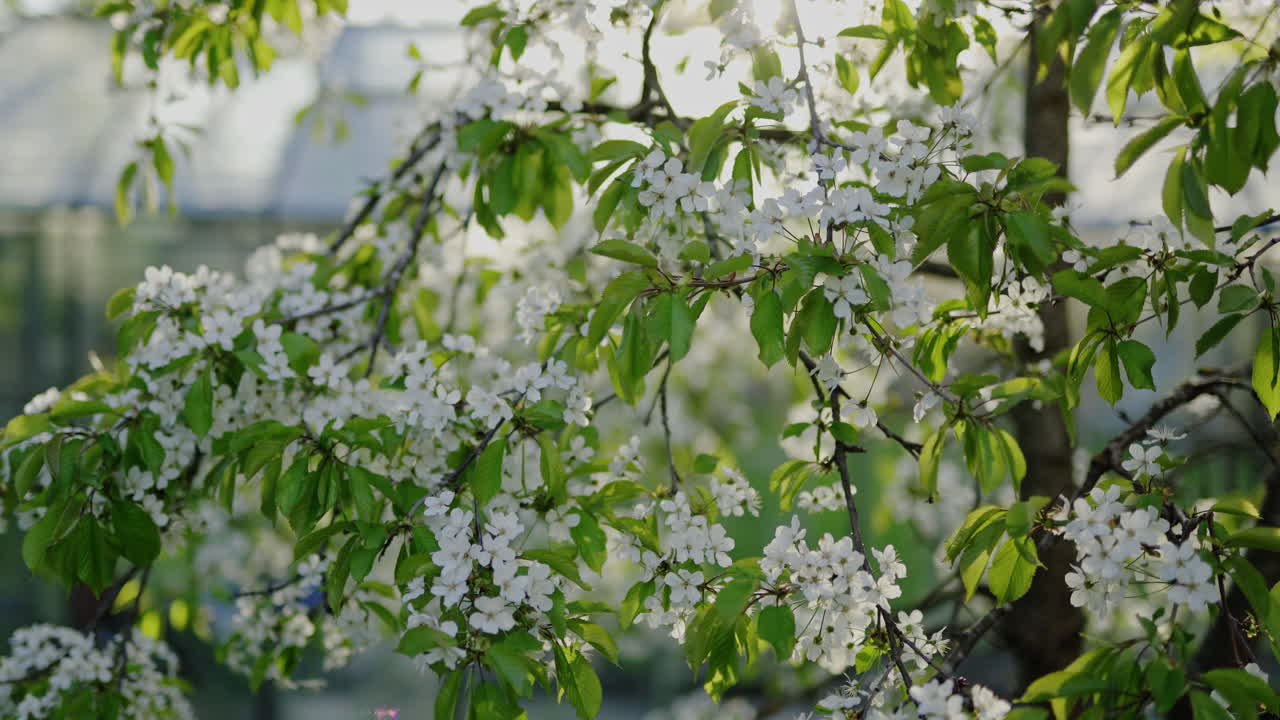 햇빛에 아름다운 하얀 벚꽃