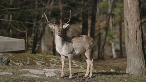 Chital-Hirsche-Stehen-Und-Blicken-In-Die-Kamera-Und-Gehen-Dann-Im-Parc-Omega---Safaripark-In-Quebec,-Kanada-Weg