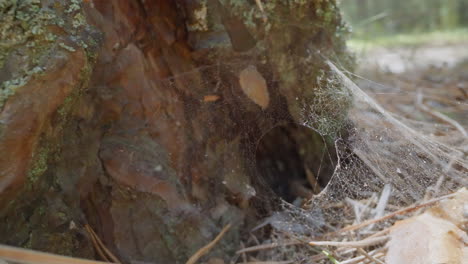 red de araña con un gran agujero ondulado por el viento en el fondo del pino