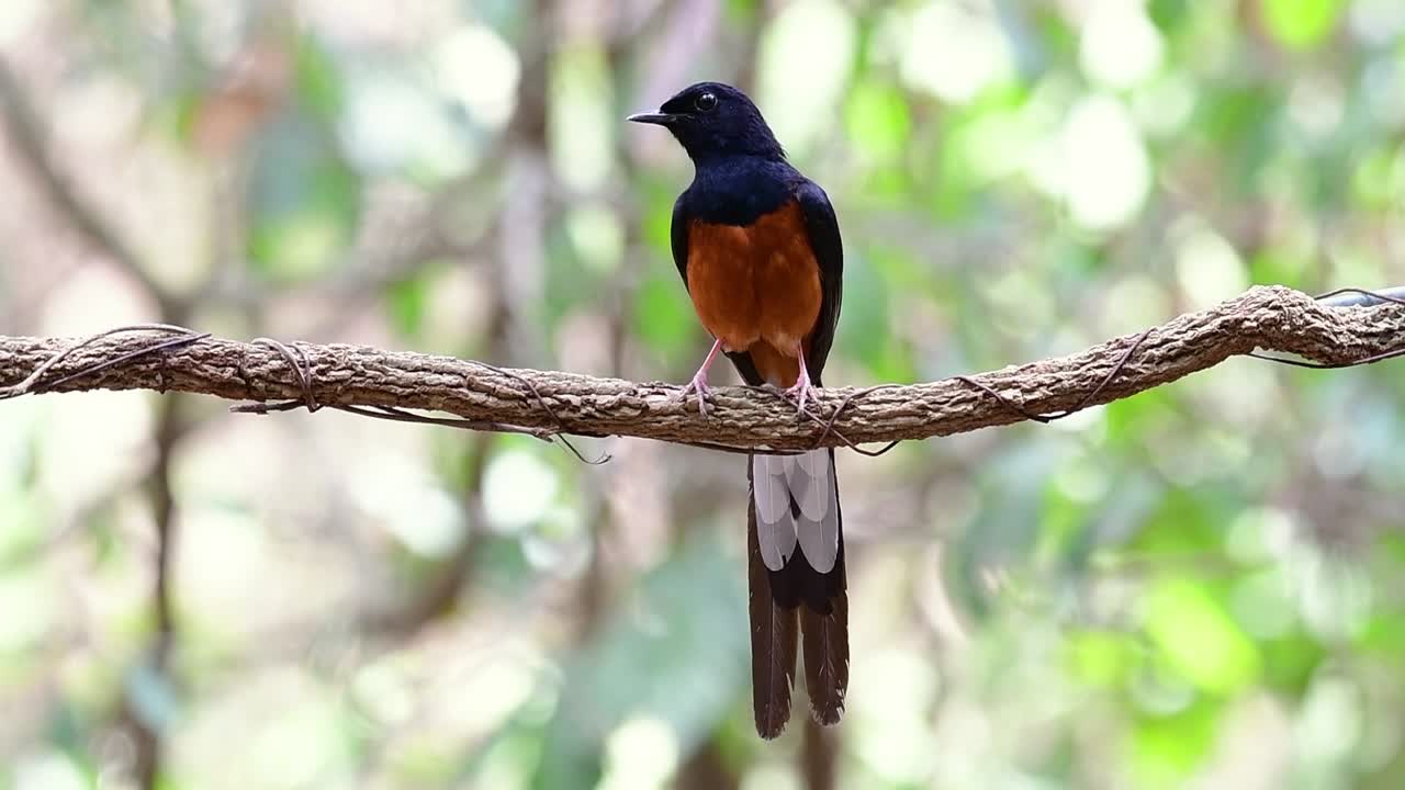 shama de rabadilla blanca encaramado en una vid con fondo bokeo del bosque, copsychus malabaricus, en cámara lenta