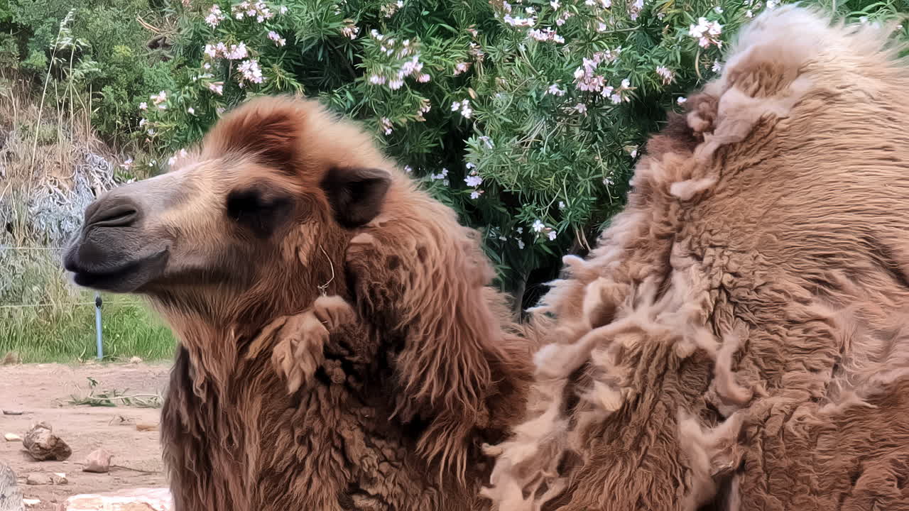 Portrait of a Beautiful Large Camel at the Attica Zoological Park, Spata, Greece. Slow motion footage of the fauna