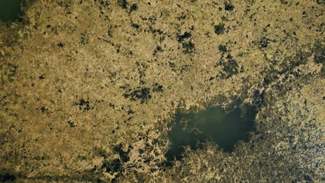 closeup aerial view of toxic algae pollution in lake, top down view