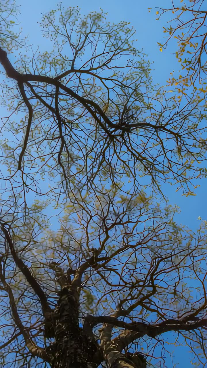 Vídeo vertical: hojas y ramas de un tronco de árbol que se balancean, líquenes bajo un cielo azul despejado por la brisa y la cámara