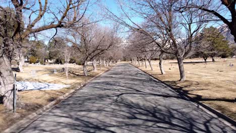 drone flying down cemetery tree lined road looking through creepy leafless trees on a sunny clear winter day, drone flies into tree branch at the end