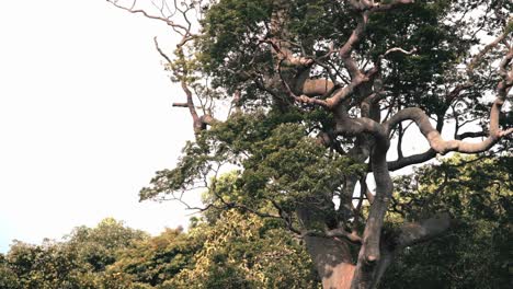 a huge and tall tree on top of the hill.