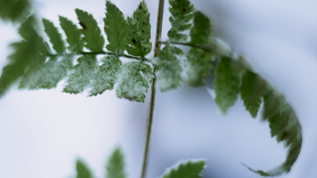 hojas de helecho verde en las ramas y la nieve, de cerca