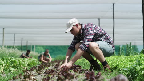 agricultor plantando lechuga de hoja roja en el campo