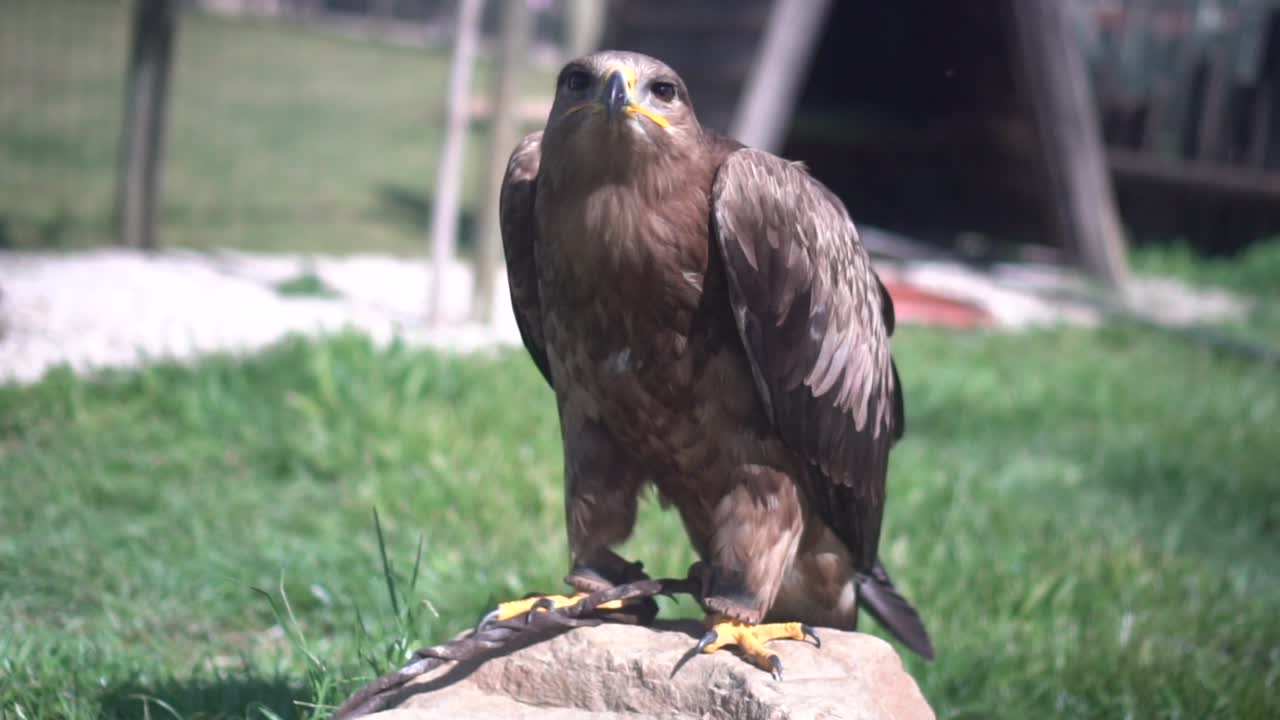 Majestic eagle perched on a rock stares directly at the camera and turns its head as if spotting prey