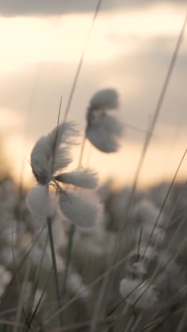 fluffy plant at sunset