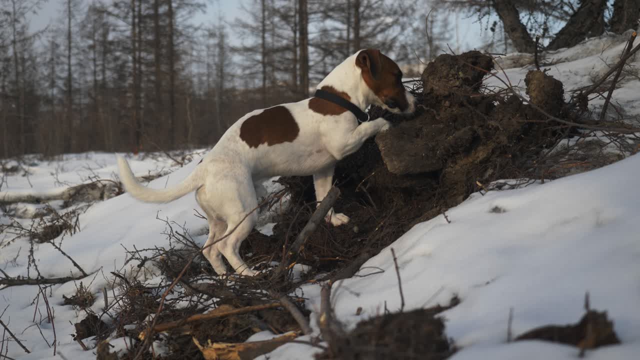 Hund klatrer over steiner og snuser rundt i et snødekt skoglandskap under en klar himmel.