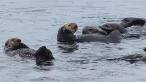 sea otters, playing with each other and floating in the shallow waters of the ocean in a rainy day, sitka, alaska