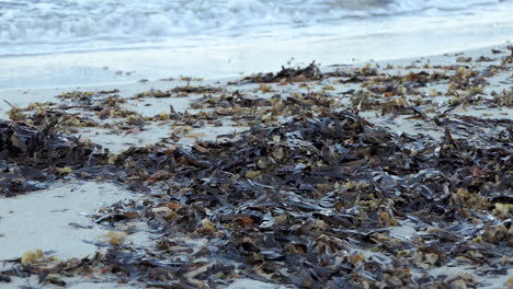 Posidonia-Algen,-Die-Im-Morgengrauen-An-Einem-Strand-Von-Den-Wavelets-In-Hülle-Und-Fülle-Auf-Dem-Sand-Zurückgewiesen-Wurden