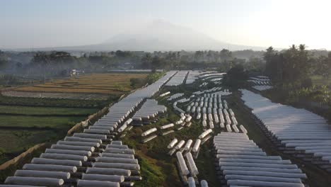 drone view chili plantation with a protective cover in the morning