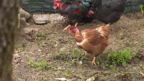 una bandada de pollos gordos buscando comida en el suelo