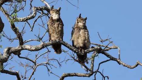 south american great owl jacurutu in serra da