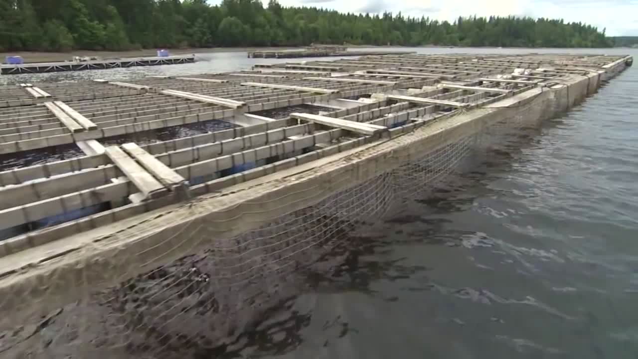 패류 양식업은 워싱턴 주에서 수행됩니다.