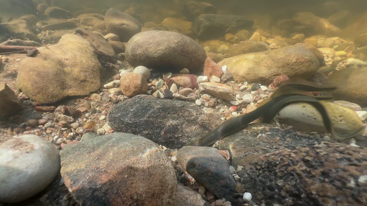 Brook lampreys (Lampetra planeri) preparing for spawning in a shallow river. Estonia.
