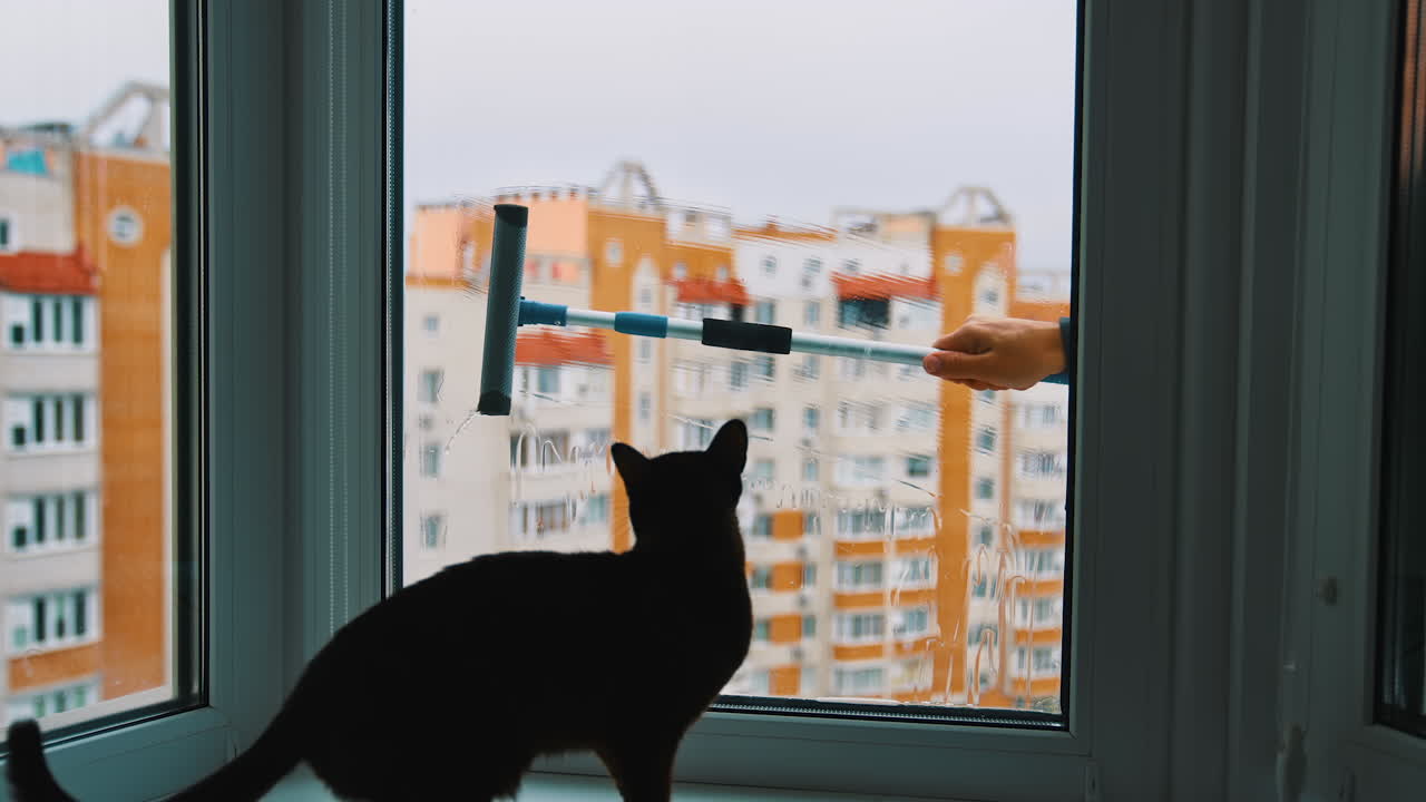Washing window in the flat in the city. Scared cat sitting on a window sill and watching brush cleaning window from outdoors.