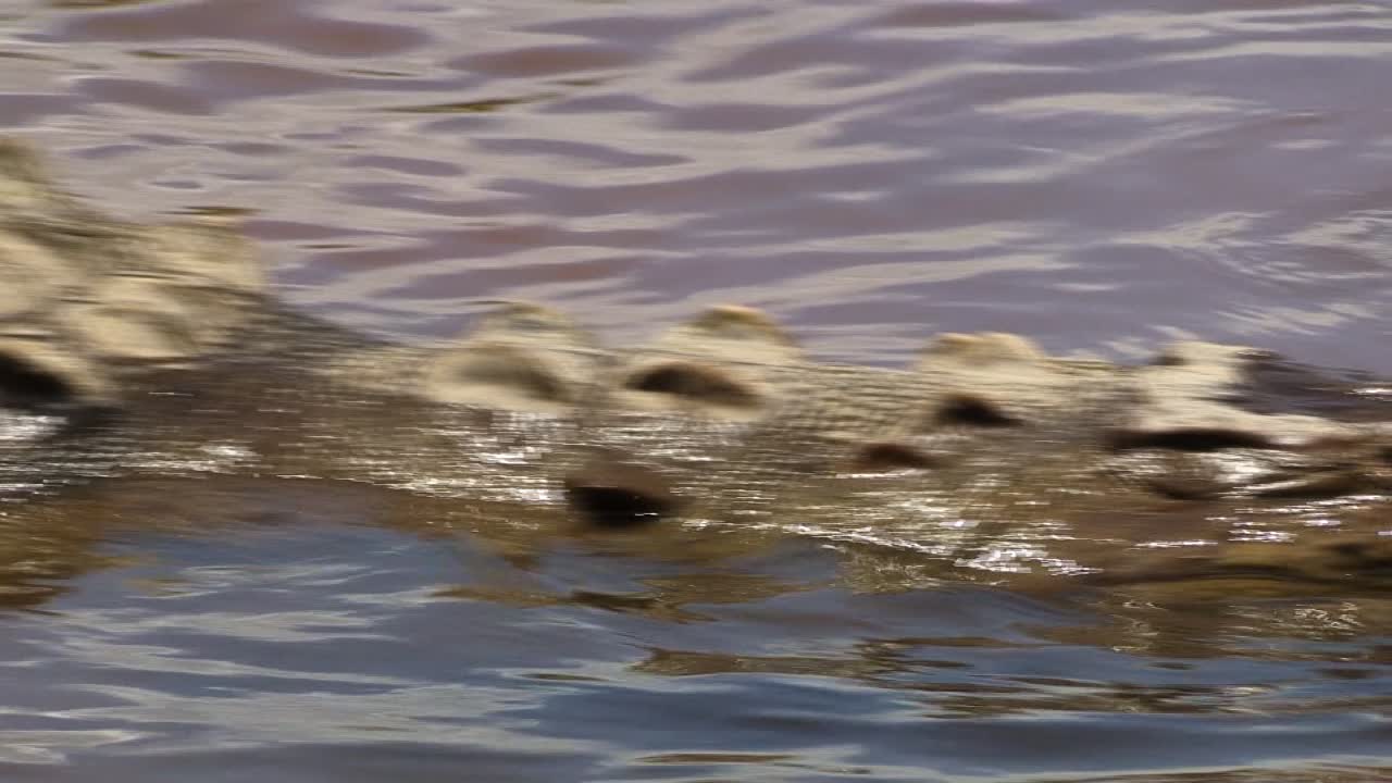 Primo piano dell'occhio del coccodrillo e zoom indietro per un'inquadratura ampia di un grande coccodrillo sulla riva del fiume Tarcoles in Costa Rica