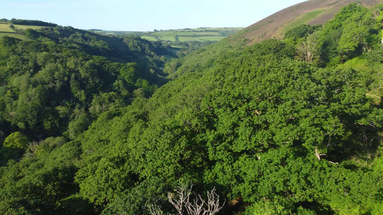 Establishing Aerial Shot of Thick Forest in Summer with Fields and Moorland in Background. Trees in Foreground and Rushing Under as Drone Moves Past.