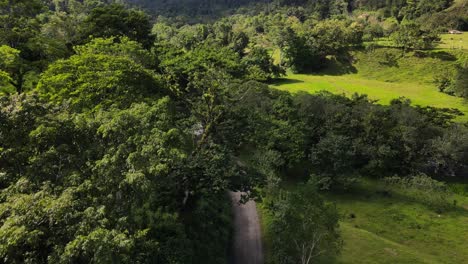 drone flying close above the tree tops of a central american jungle