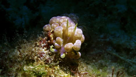 Increíble-Nudibranquio-De-Phyllodesmium-Magnum-Púrpura-Y-Amarillo-Posado-Sobre-Un-Parche-De-Coral-Blando