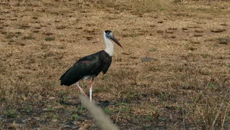 Visto-Caminando-Hacia-La-Derecha-Y-Haciendo-Caca-Sobre-Pasto-Seco-Quemado-Durante-El-Verano,-Cigüeña-Asiática-De-Cuello-Lanudo-Ciconia-Episcopus,-Casi-Amenazada,-Tailandia