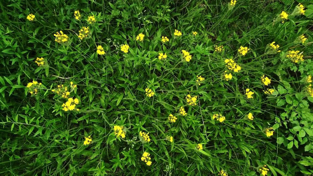 Fiori selvatici gialli in una giornata ventosa.