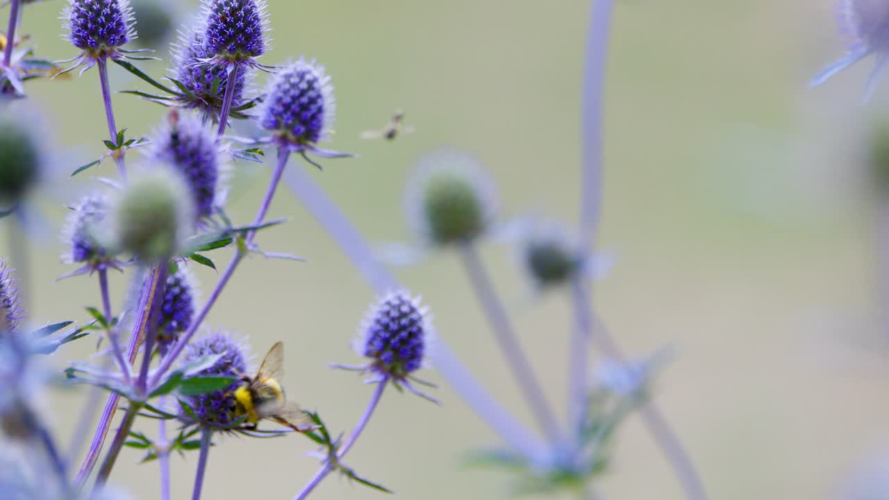 A bumblebee moves between lavender flower heads in a sunlit English garden, pollinating blossoms. Shallow depth of field and gentle camera movement create a soft, natural mood