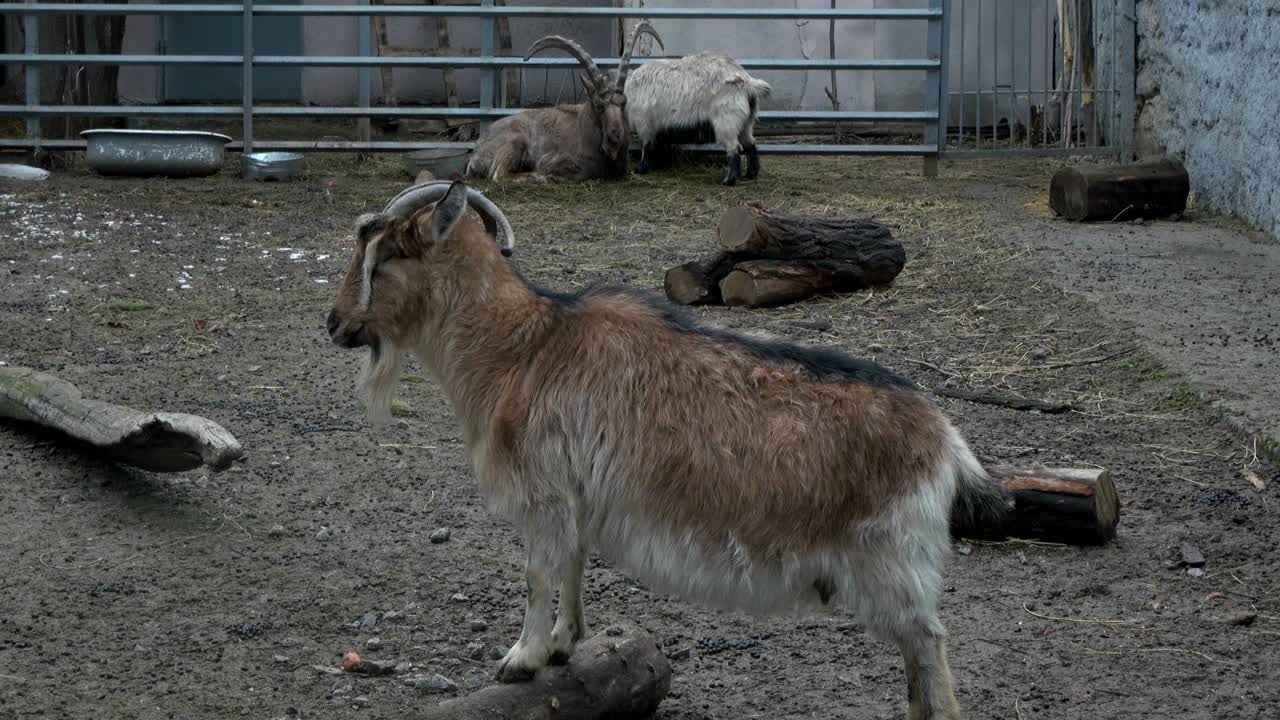 마을 마당의 염소.