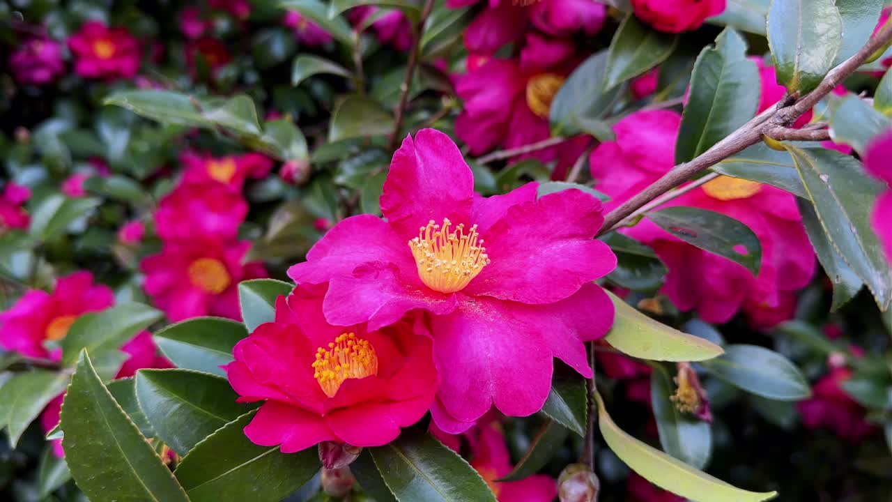 A vibrant close-up of pink camellias in bloom at Hama Rikyu Gardens, Japan