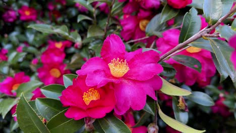 un primer plano vibrante de camelias rosadas en flor en los jardines de hama rikyu, japón