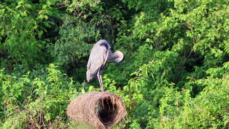 una garza gris sentada en una caja de anidación acicalándose las plumas